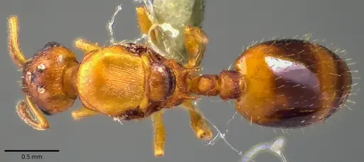 Temnothorax curvispinosus - ANTWEB1041759