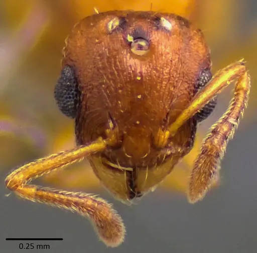 Temnothorax curvispinosus - ANTWEB1041759