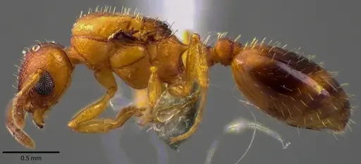 Temnothorax curvispinosus - ANTWEB1041759