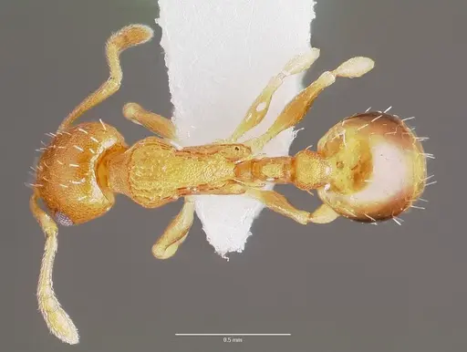 Temnothorax curvispinosus - CASENT0003234