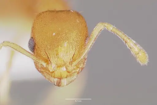 Temnothorax curvispinosus - CASENT0003234