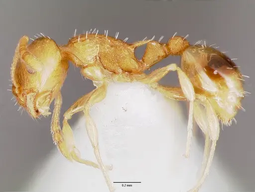Temnothorax curvispinosus - CASENT0003234
