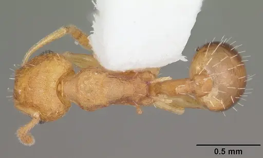 Temnothorax curvispinosus - CASENT0104032