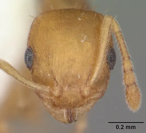 Temnothorax curvispinosus - CASENT0104032