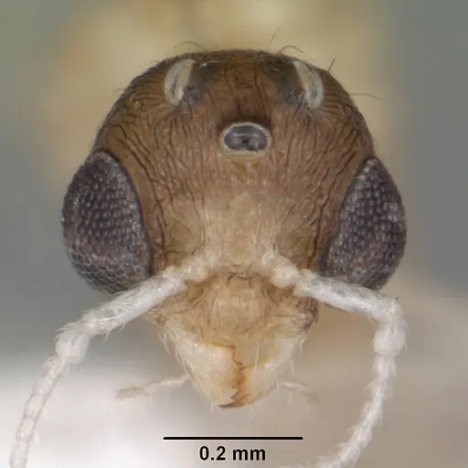 Temnothorax curvispinosus - CASENT0104038