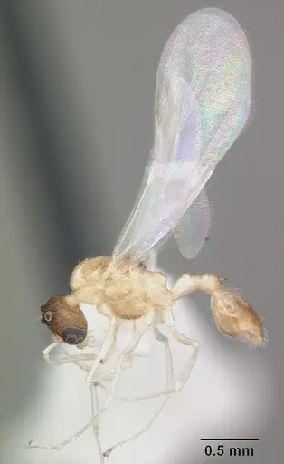 Temnothorax curvispinosus - CASENT0104038