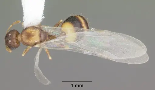 Temnothorax curvispinosus - CASENT0104039