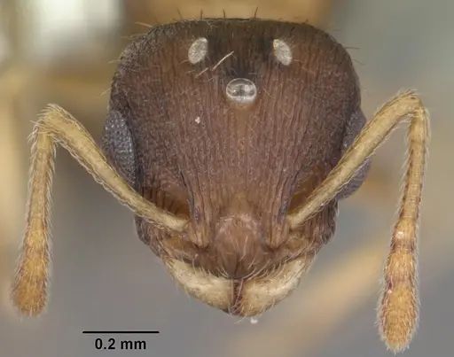 Temnothorax curvispinosus - CASENT0104039