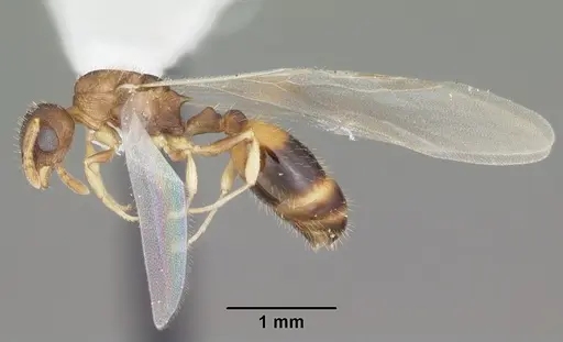 Temnothorax curvispinosus - CASENT0104039