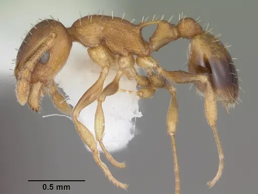 Temnothorax curvispinosus - CASENT0104040