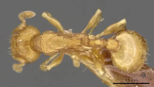 Temnothorax curvispinosus - CASENT0901789