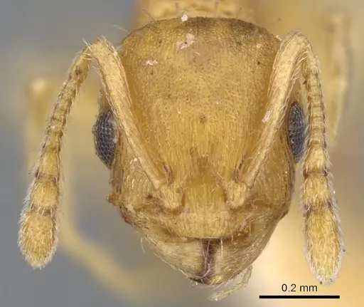 Temnothorax curvispinosus - CASENT0901789