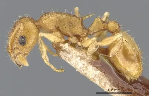 Temnothorax curvispinosus - CASENT0901789