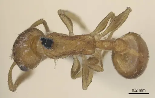 Temnothorax curvispinosus - CASENT0919744