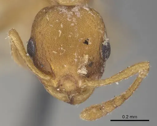 Temnothorax curvispinosus - CASENT0919744