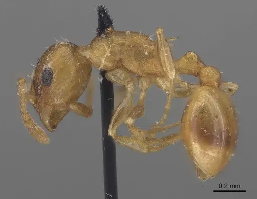 Temnothorax curvispinosus - CASENT0919744