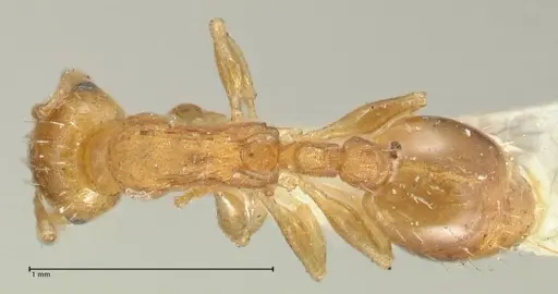 Temnothorax curvispinosus - FOCOL2040