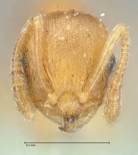Temnothorax curvispinosus - FOCOL2040