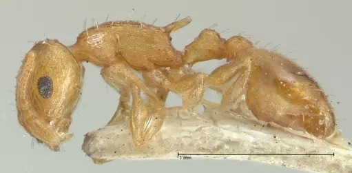 Temnothorax curvispinosus - FOCOL2040