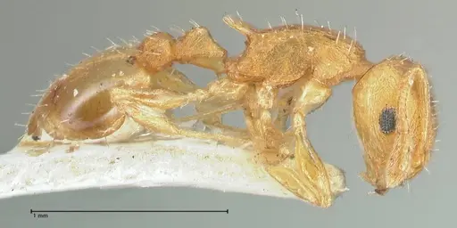 Temnothorax curvispinosus - FOCOL2040