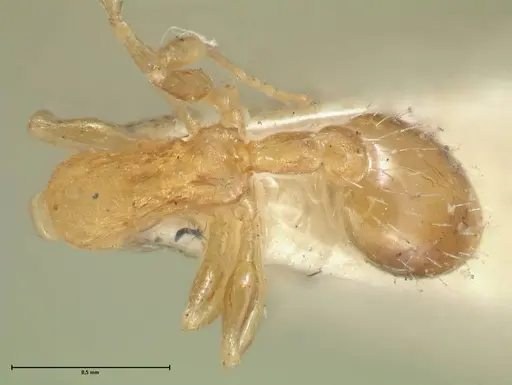 Temnothorax curvispinosus - FOCOL2041