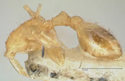 Temnothorax curvispinosus - FOCOL2041