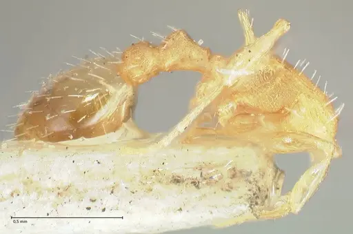 Temnothorax curvispinosus - FOCOL2041