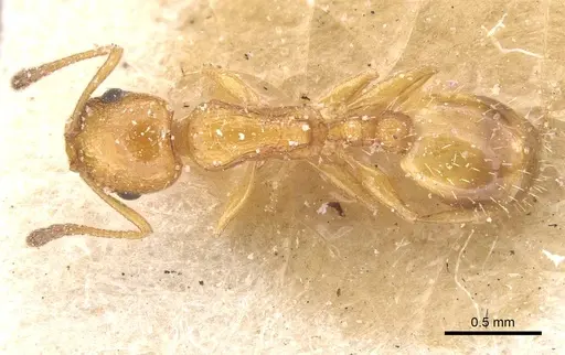 Temnothorax cypridis specimen