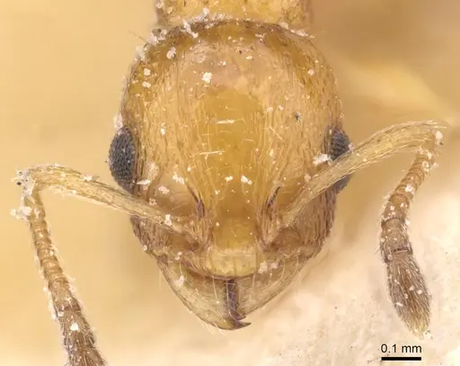 Temnothorax cypridis specimen