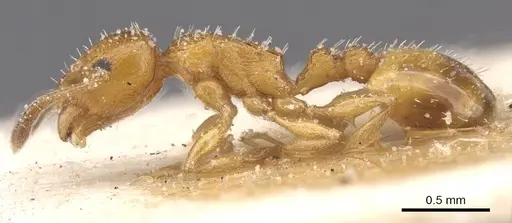 Temnothorax cypridis specimen