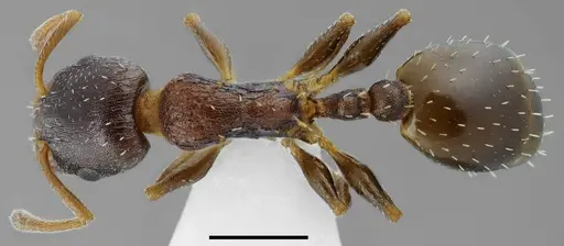 Temnothorax daidalosi specimen