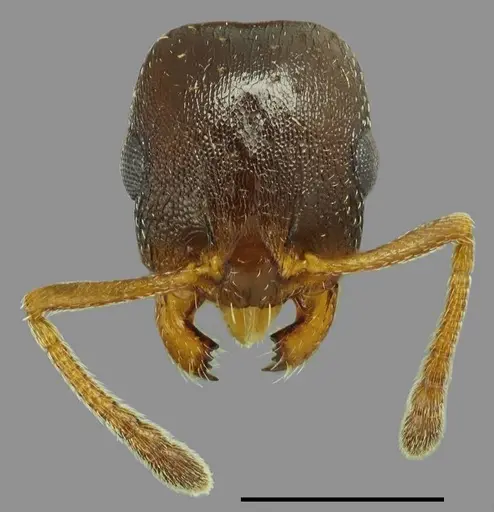 Temnothorax daidalosi specimen