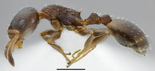 Temnothorax daidalosi specimen