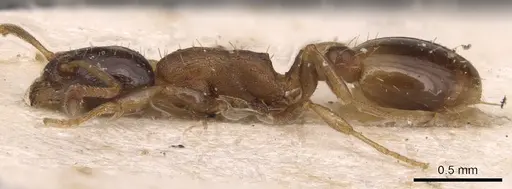 Temnothorax desioi specimen