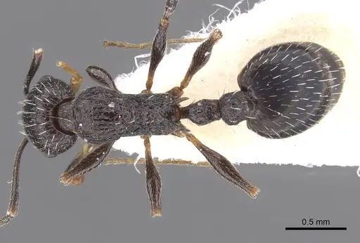 Temnothorax ditifet specimen