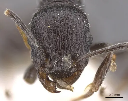 Temnothorax ditifet specimen