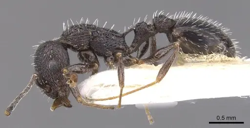 Temnothorax ditifet specimen