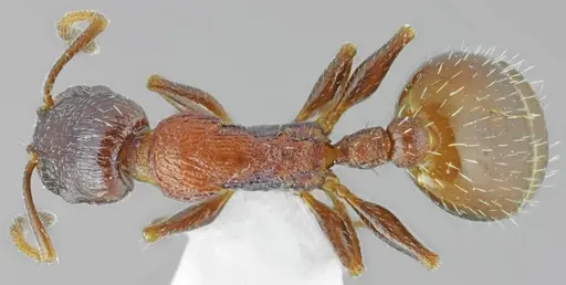 Temnothorax dlusskyi specimen