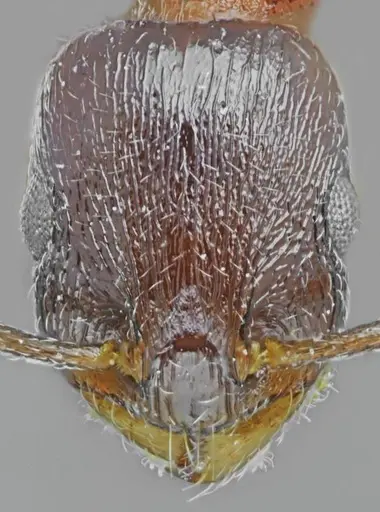 Temnothorax dlusskyi specimen