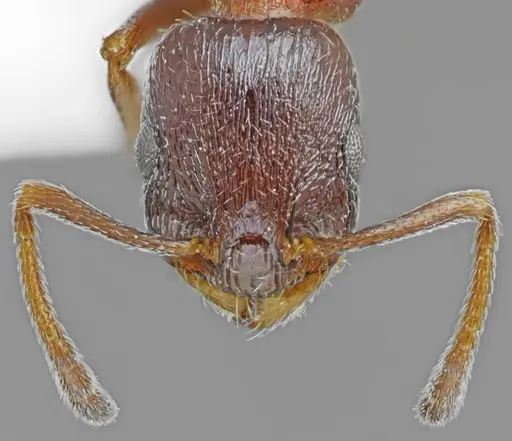 Temnothorax dlusskyi specimen