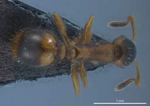 Temnothorax duloticus specimen