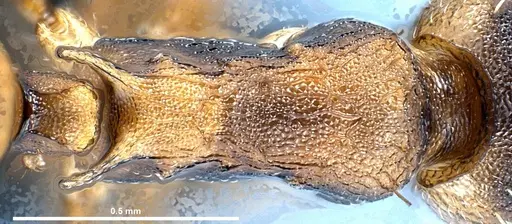 Temnothorax duloticus specimen