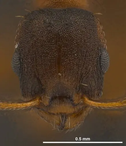 Temnothorax duloticus specimen