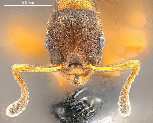 Temnothorax duloticus - ANTWEB1008479