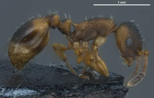 Temnothorax duloticus - ANTWEB1008479