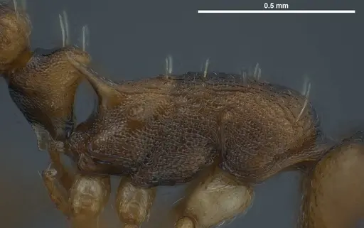 Temnothorax duloticus - ANTWEB1008479