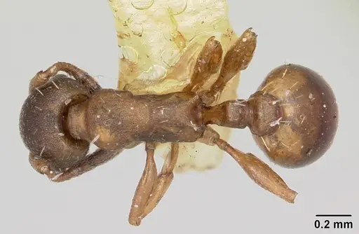 Temnothorax duloticus - CASENT0103163