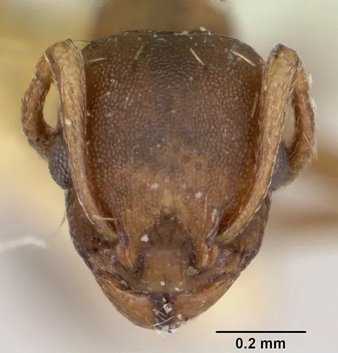 Temnothorax duloticus - CASENT0103163