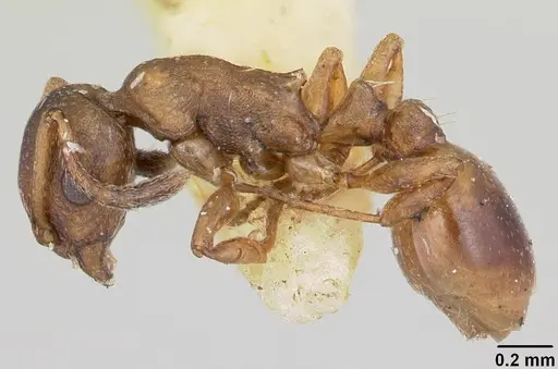 Temnothorax duloticus - CASENT0103163