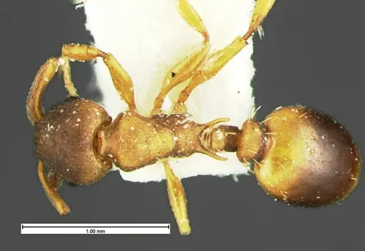 Temnothorax duloticus - CASENT0105626